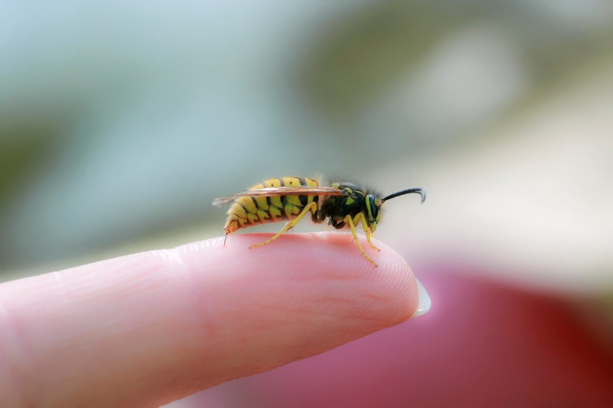 Чем опасен укус пчелы и как оказать первую помощь пострадавшему
